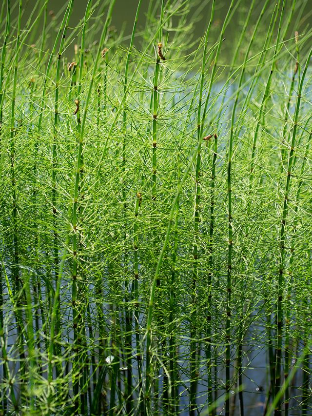 Hippuris vulgaris? No: Equisetum sp.